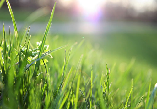 Grass